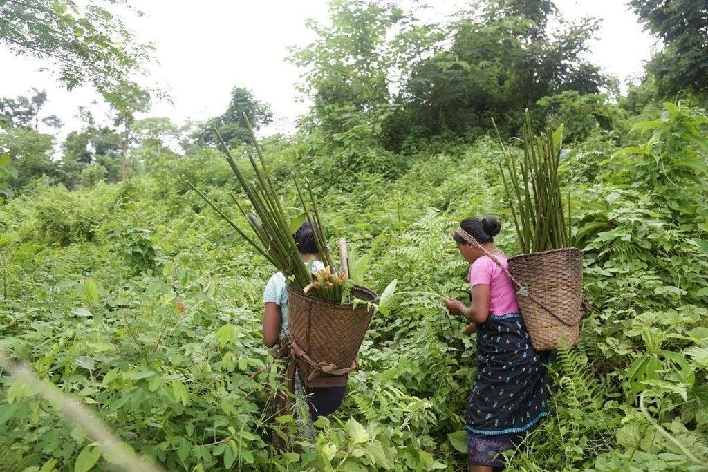 Traditional Medicine