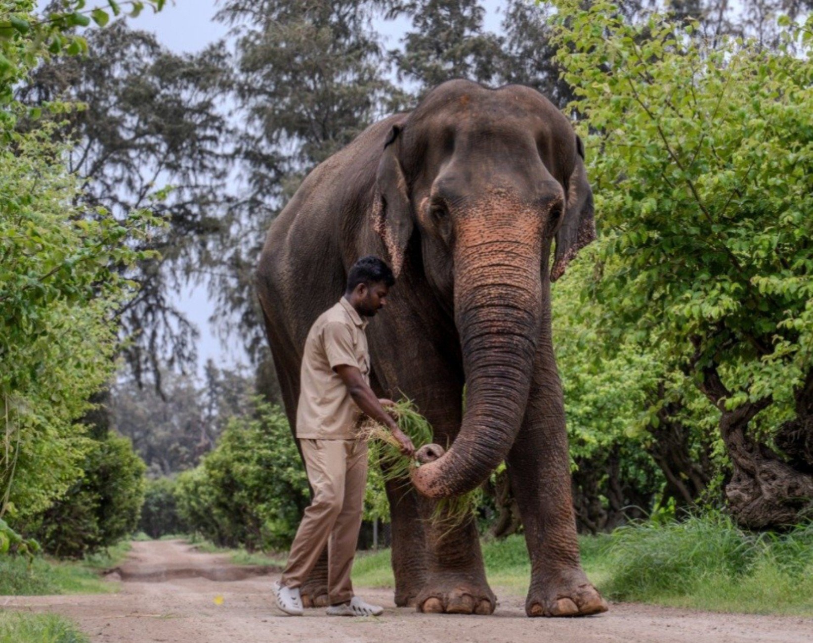 Madhuri Elephant Returns