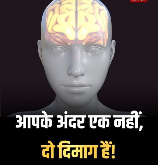 Human Brain